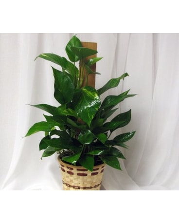 Varigated Philodendron